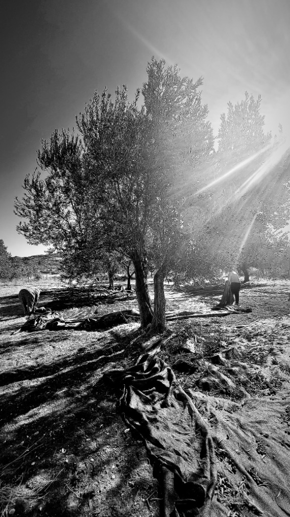 Olio di Attilio — The Harvest