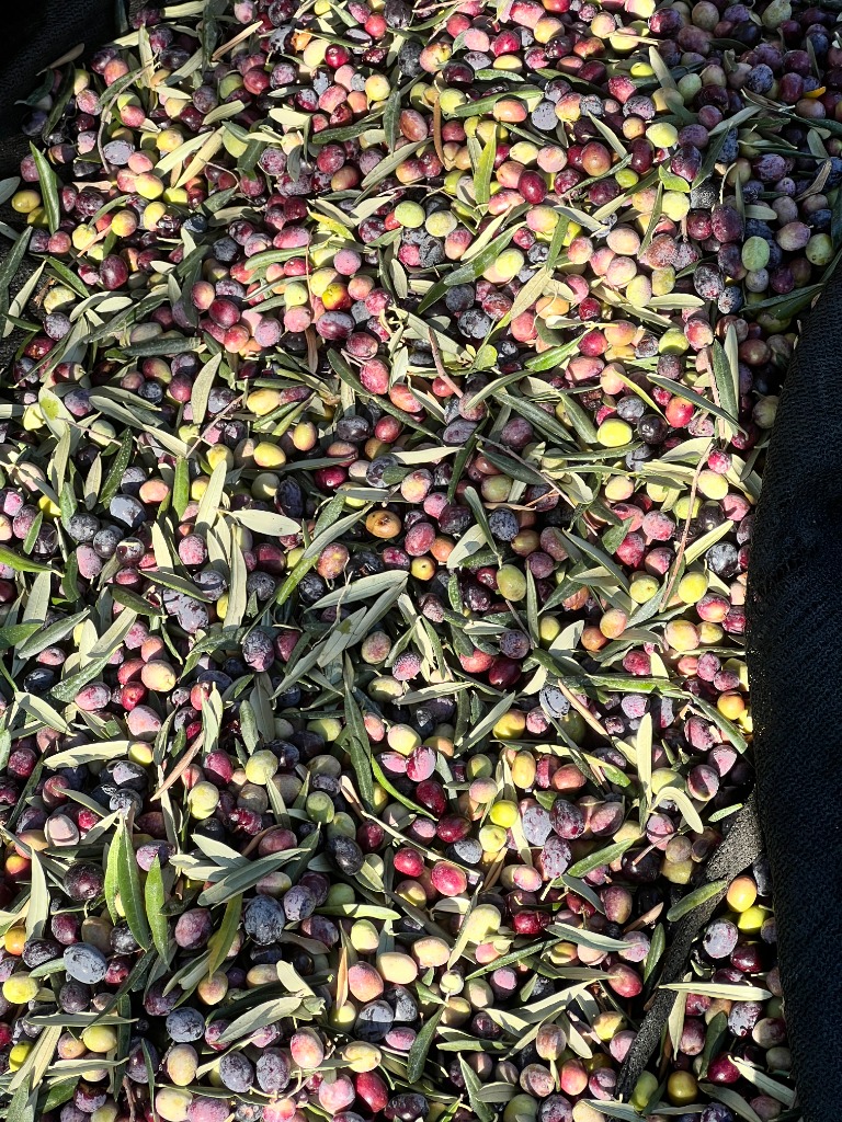 Olio di Attilio — Nature's Bounty