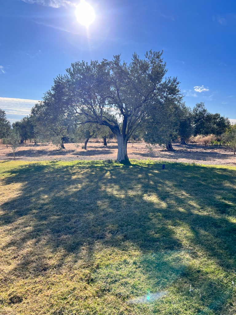 Olio di Attilio — The Ancient Grove