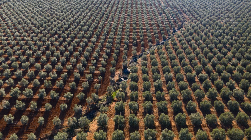 Olio di Attilio — Groves from Above